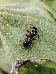 Pilophorus perplexus