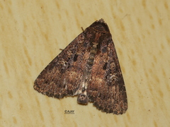 Condica