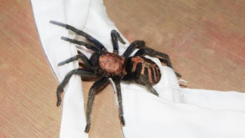 Guatemalan Tiger Rump Tarantula