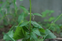 Erigeron annuus