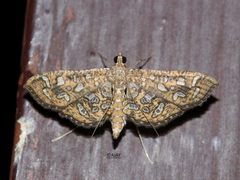 Nausinoe geometralis