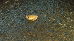 Dendropsophus minutus