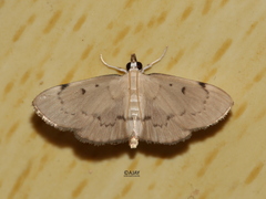 Phryganodes