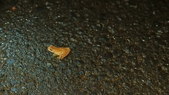 Dendropsophus minutus