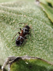 Pilophorus perplexus