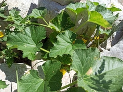 Cucumis sativus