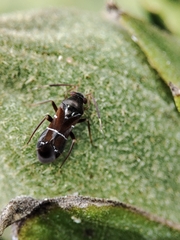 Pilophorus perplexus