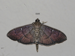 Pramadea lunalis