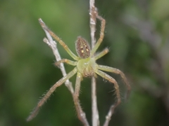 Neosparassus