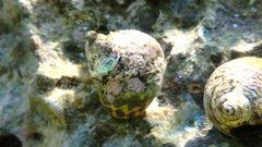 Phorcus turbinatus