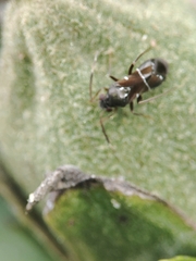 Pilophorus perplexus