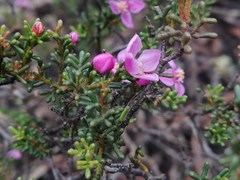 Boronia inornata