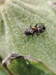 Pilophorus perplexus