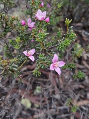 Boronia inornata