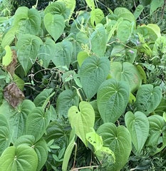 Dioscorea