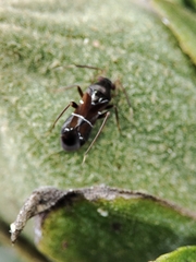 Pilophorus perplexus