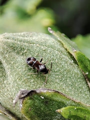 Pilophorus perplexus