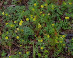 Trifolium campestre
