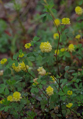 Trifolium campestre