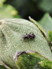 Pilophorus perplexus