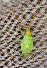 Pantilius tunicatus