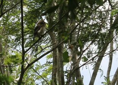 Glaucidium siju