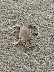 Callinectes similis