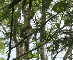 Glaucidium siju