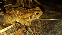 Rhinella diptycha