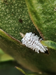 Cryptolaemus montrouzieri