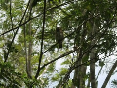 Glaucidium siju