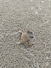 Callinectes similis