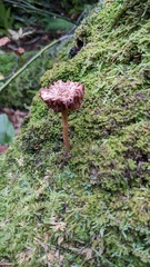 Arrhenia epichysium