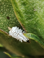 Cryptolaemus montrouzieri