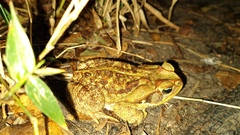 Rhinella diptycha