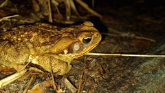 Rhinella diptycha