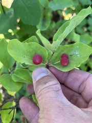 Lonicera utahensis