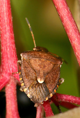 Peribalus strictus vernalis