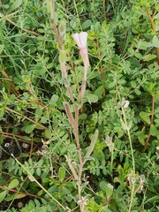 Oenothera