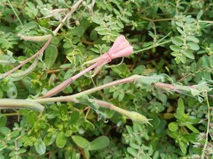 Oenothera