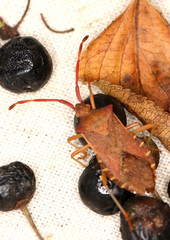 Gonocerus acuteangulatus