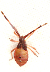 Gonocerus acuteangulatus