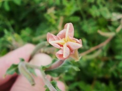 Oenothera