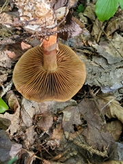 Cortinarius armillatus