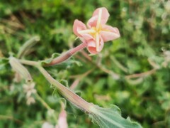 Oenothera