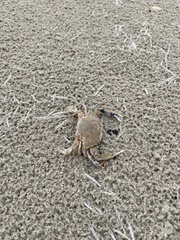 Callinectes similis