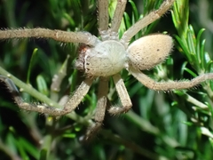 Neosparassus