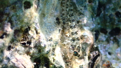 Parablennius incognitus