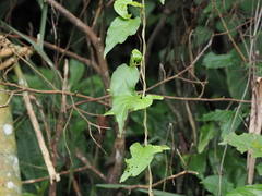 Reynoutria multiflora