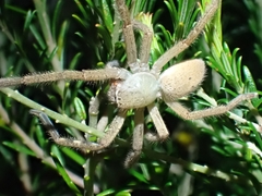 Neosparassus